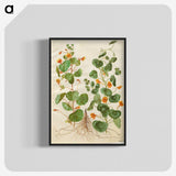 2-4_Maria-Sibylla-Merian_blk-crop