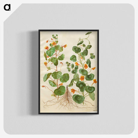 2-4_Maria-Sibylla-Merian_blk-crop