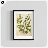 2-4_Maria-Sibylla-Merian_blk