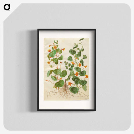2-4_Maria-Sibylla-Merian_blk