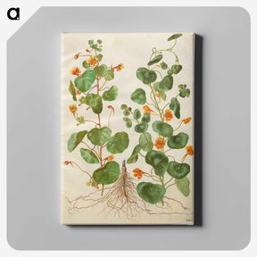 2-4_Maria-Sibylla-Merian_canvas