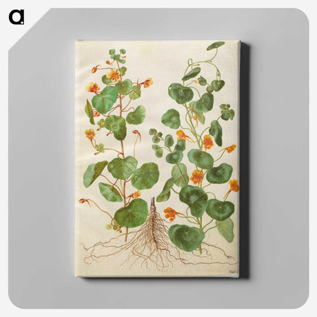 2-4_Maria-Sibylla-Merian_canvas