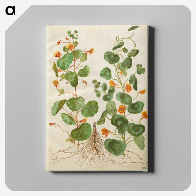 2-4_Maria-Sibylla-Merian_canvas