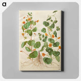 アートパネル-Tropaeolum Minus
 - マリア ジビーラ メーリアン Canvas.