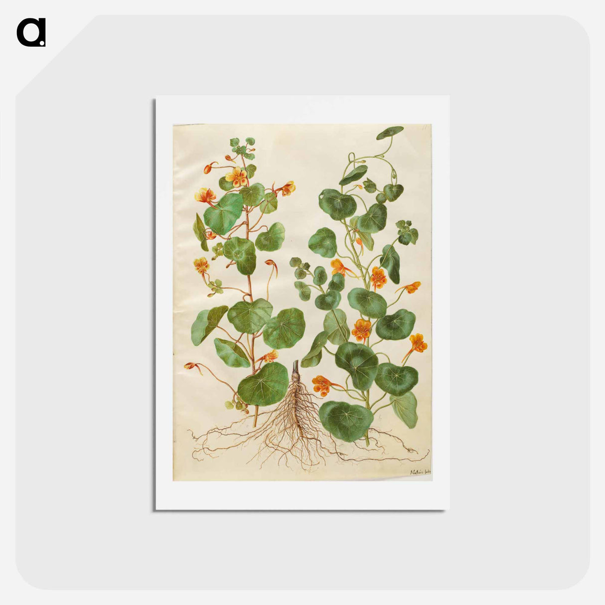 アートポストカード-Tropaeolum Minus
 - マリア ジビーラ メーリアン Postcard.