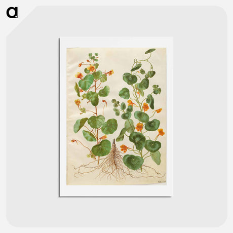 アートポストカード-Tropaeolum Minus
 - マリア ジビーラ メーリアン Postcard.