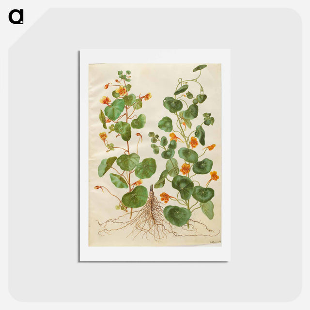 アートポストカード-Tropaeolum Minus
 - マリア ジビーラ メーリアン Postcard.