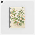 2-4_Maria-Sibylla-Merian_memo