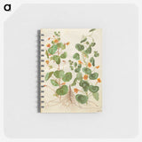 2-4_Maria-Sibylla-Merian_memo