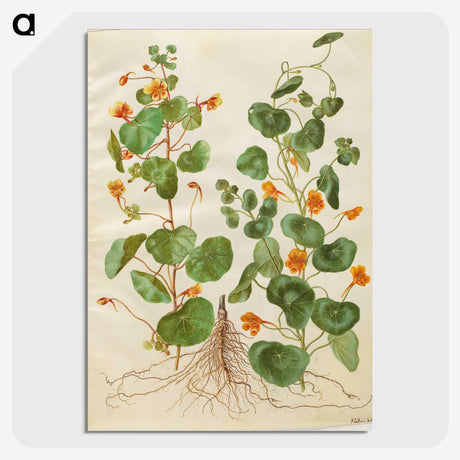 2-4_Maria-Sibylla-Merian_picture-crop