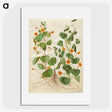2-4_Maria-Sibylla-Merian_picture