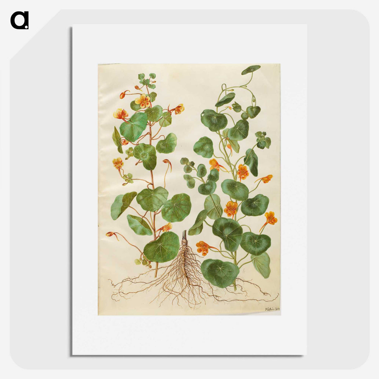 2-4_Maria-Sibylla-Merian_picture