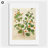 2-4_Maria-Sibylla-Merian_picture