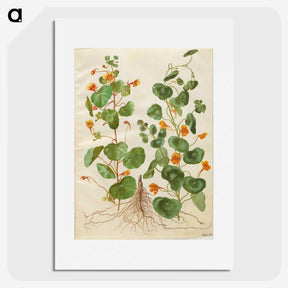 2-4_Maria-Sibylla-Merian_picture