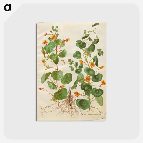 アートポストカード-Tropaeolum Minus
 - マリア ジビーラ メーリアン Postcard.