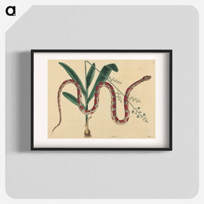 アートポスター-The Corn Snake
 - マーク ケイツビー Poster.