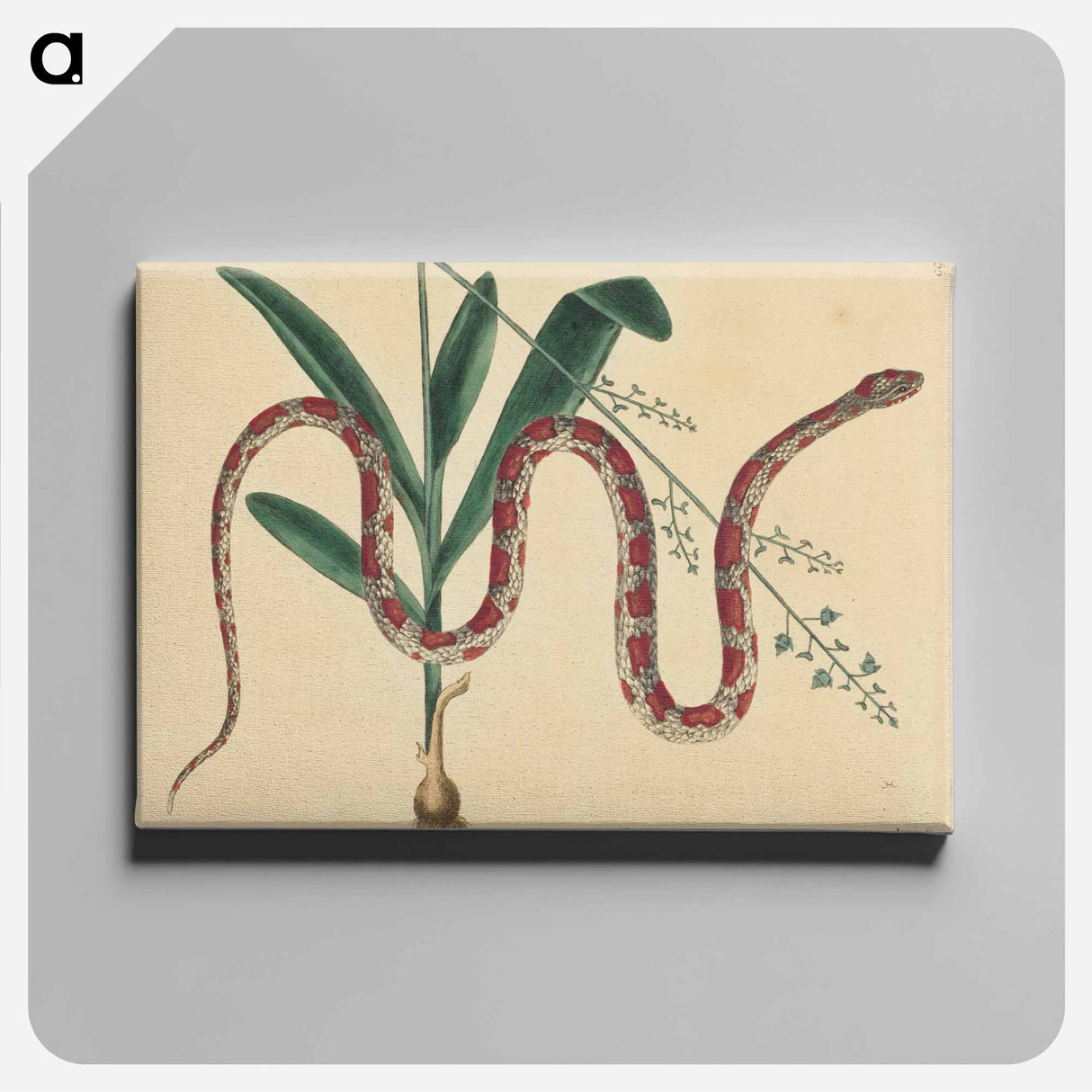 アートパネル-The Corn Snake
 - マーク ケイツビー Canvas.
