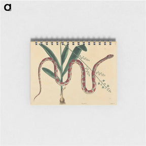 アートメモ帳-The Corn Snake
 - マーク ケイツビー Memo.