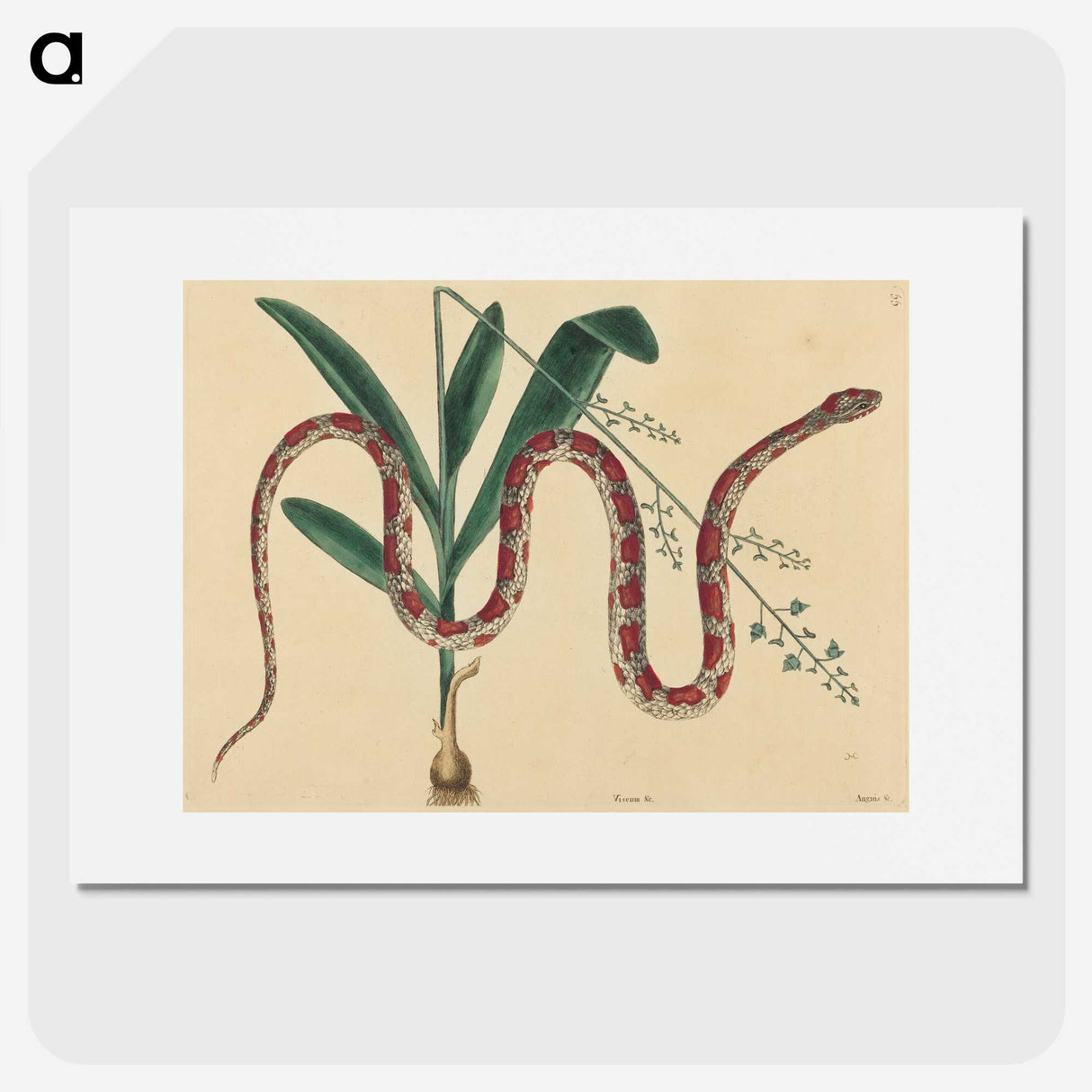 2-4_Mark-Catesby_picture