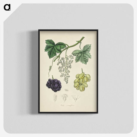 2-4_Medical-Botany_blk-crop