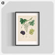 アートポスター-Common Grape Vine Illustration
 - 薬用植物学 Poster.