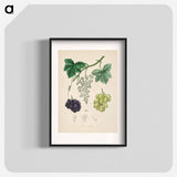 アートポスター-Common Grape Vine Illustration
 - 薬用植物学 Poster.