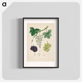アートポスター-Common Grape Vine Illustration
 - 薬用植物学 Poster.