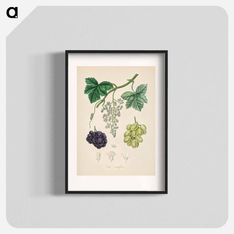 アートポスター-Common Grape Vine Illustration
 - 薬用植物学 Poster.