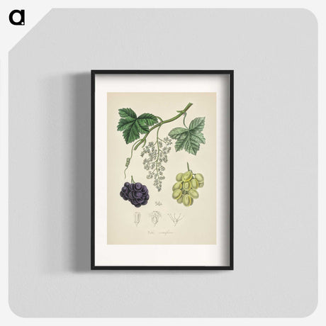 2-4_Medical-Botany_blk