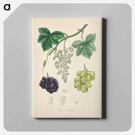 アートパネル-Common Grape Vine Illustration
 - 薬用植物学 Canvas.