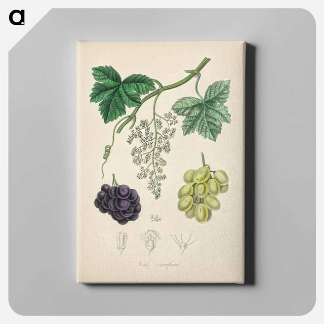 アートパネル-Common Grape Vine Illustration
 - 薬用植物学 Canvas.