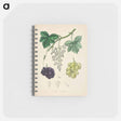 アートメモ帳-Common Grape Vine Illustration
 - 薬用植物学 Memo.