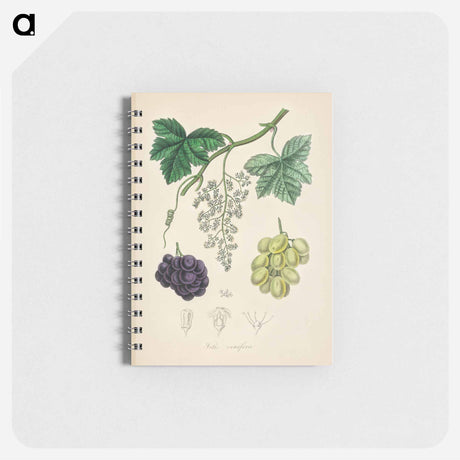 アートメモ帳-Common Grape Vine Illustration
 - 薬用植物学 Memo.