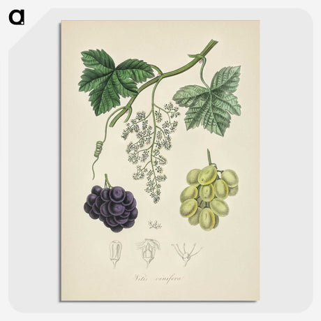 2-4_Medical-Botany_picture-crop