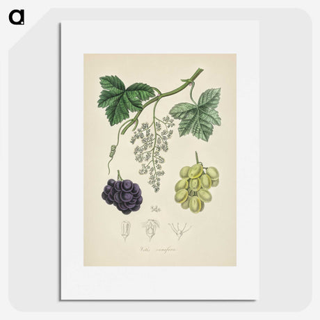2-4_Medical-Botany_picture