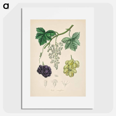 アートポスター-Common Grape Vine Illustration
 - 薬用植物学 Poster.