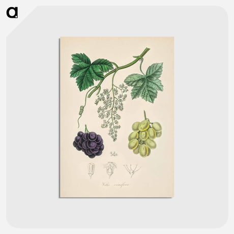 アートポストカード-Common Grape Vine Illustration
 - 薬用植物学 Postcard.