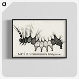 2-4_Moths-and-Butterflies-of-the-United-States_blk-crop
