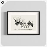 2-4_Moths-and-Butterflies-of-the-United-States_blk