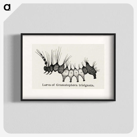2-4_Moths-and-Butterflies-of-the-United-States_blk