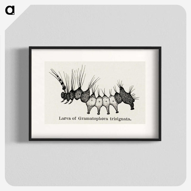 2-4_Moths-and-Butterflies-of-the-United-States_blk