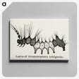 2-4_Moths-and-Butterflies-of-the-United-States_canvas