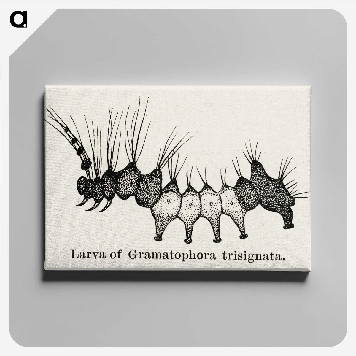 2-4_Moths-and-Butterflies-of-the-United-States_canvas