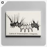 2-4_Moths-and-Butterflies-of-the-United-States_canvas