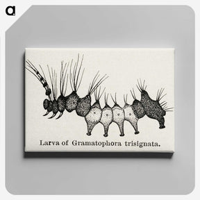 2-4_Moths-and-Butterflies-of-the-United-States_canvas