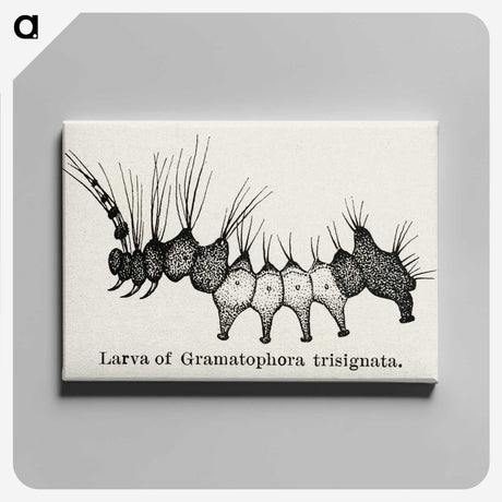 2-4_Moths-and-Butterflies-of-the-United-States_canvas