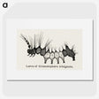 2-4_Moths-and-Butterflies-of-the-United-States_picture