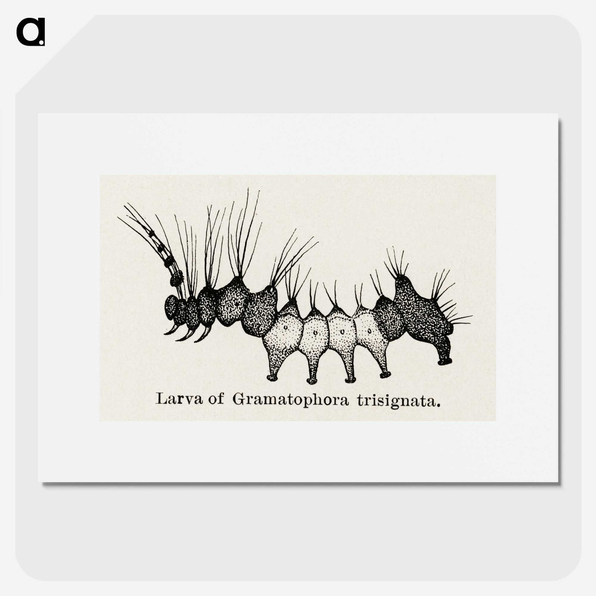 2-4_Moths-and-Butterflies-of-the-United-States_picture