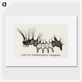 2-4_Moths-and-Butterflies-of-the-United-States_picture