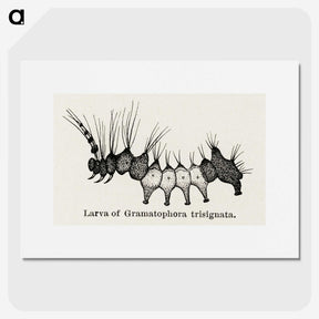 2-4_Moths-and-Butterflies-of-the-United-States_picture